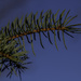 Pine Tree Shot #2 - Green and Blue  by skipt07