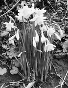 4th Mar 2017 - A host of black and white.....