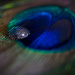 Metallic Eye by nicolecampbell