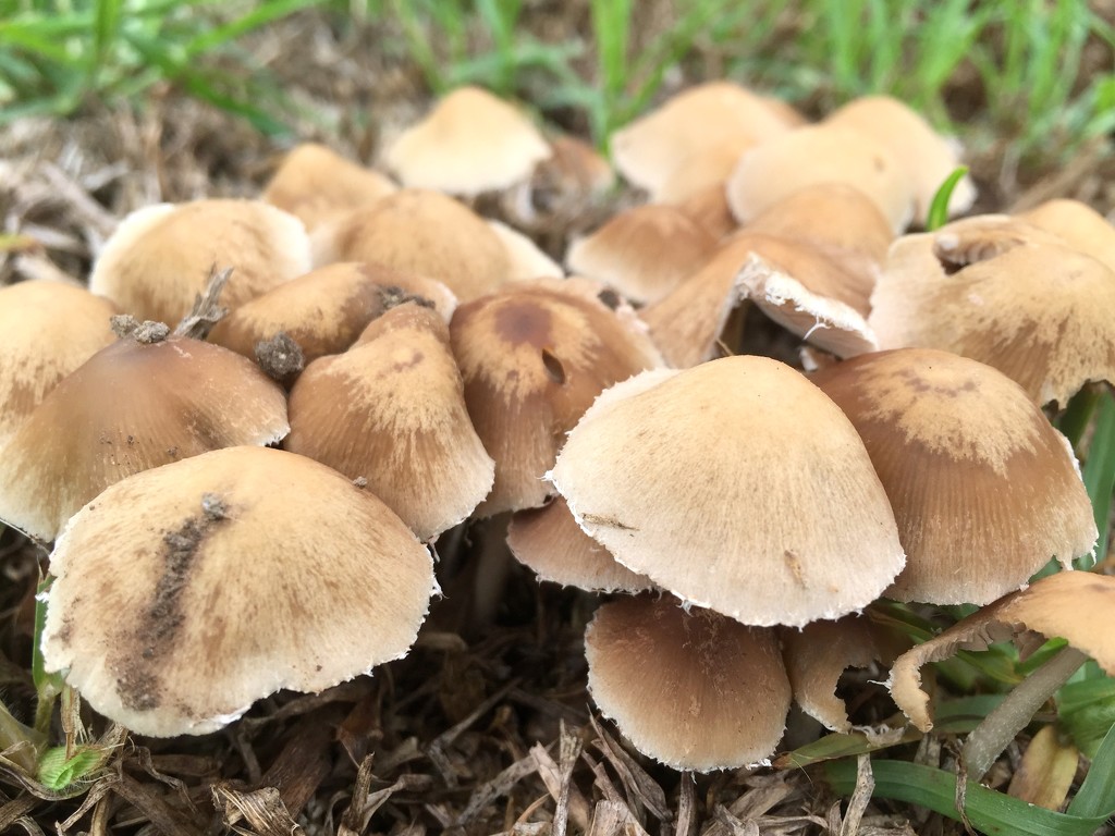 Mushrooms by kjarn