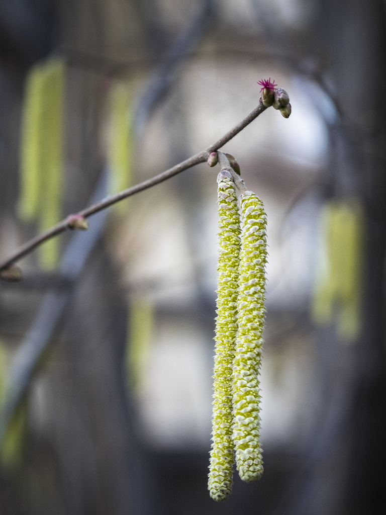 early spring by haskar