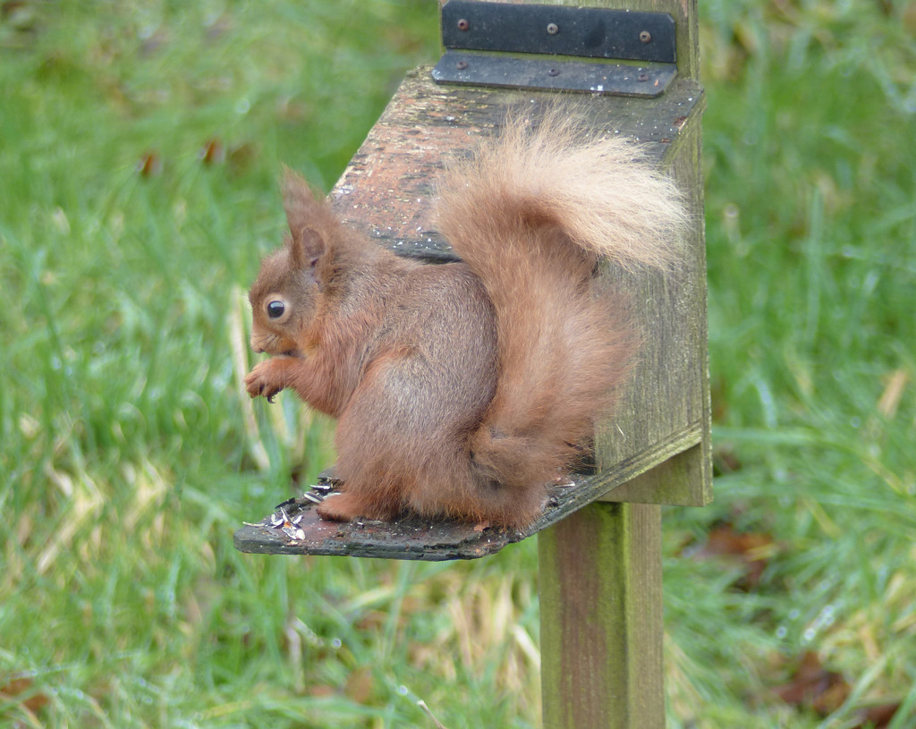 Red Squirrel  by shirleybankfarm