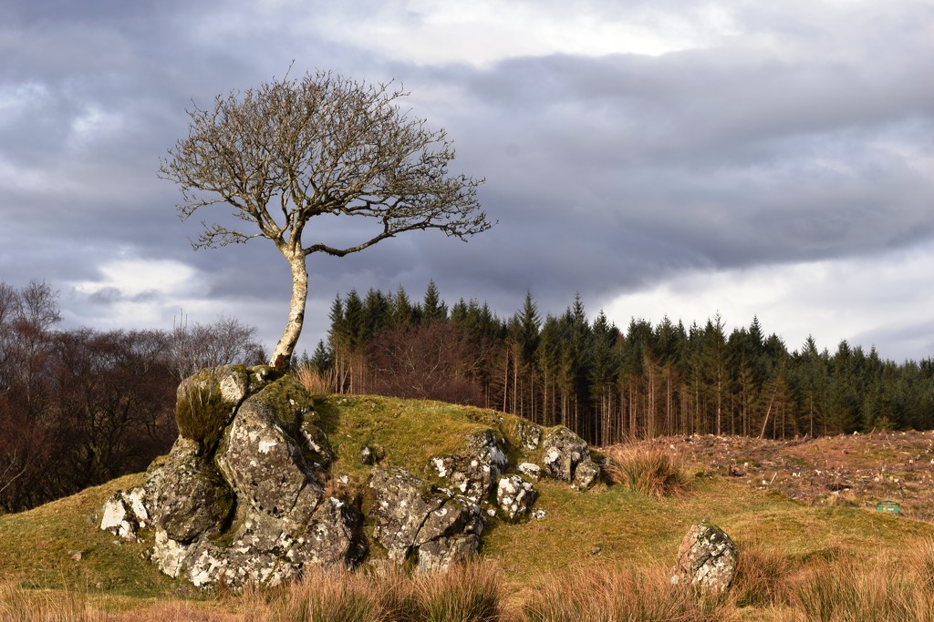 tree and rock by christophercox