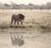 5th Mar 2017 - Horse Reflecting 