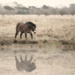 Horse Reflecting  by jesperani