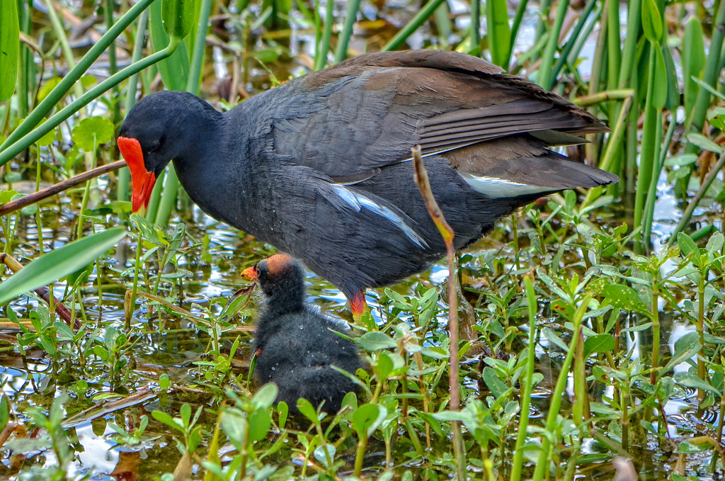Mamma moorhen and baby by danette