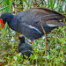 Mamma moorhen and baby by danette