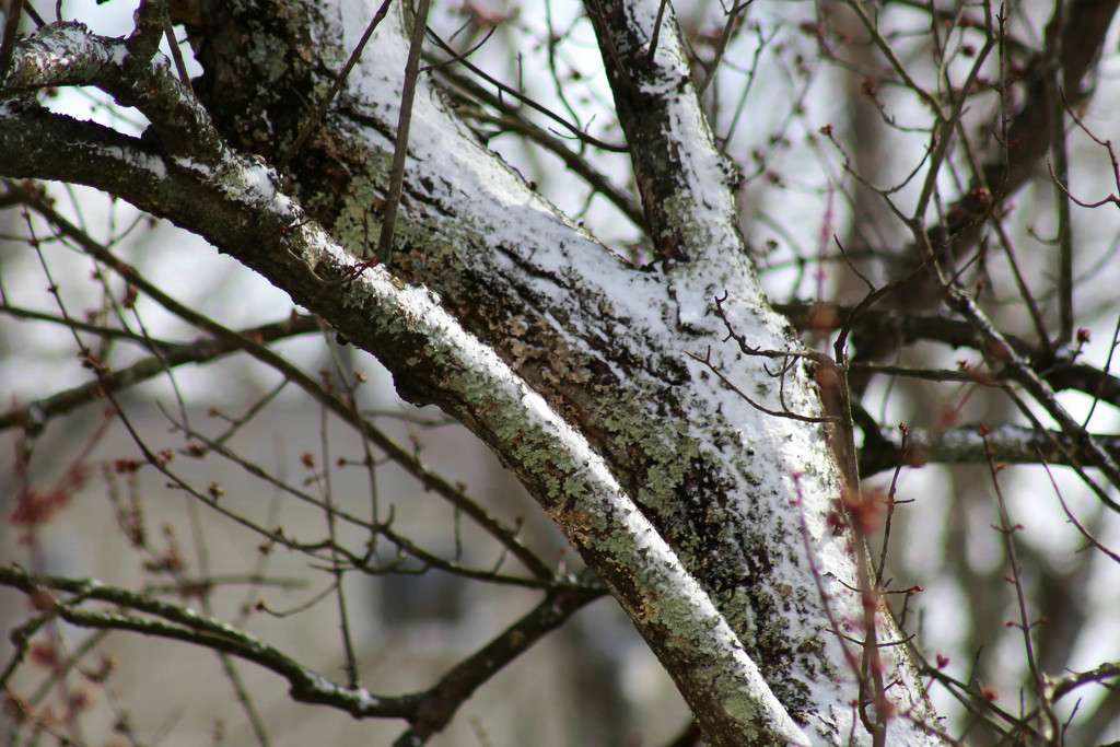 Snow on tree limbs by mittens