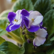 5th Mar 2017 - African Violet blooms