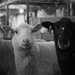 Ebony and Ivory - March Words, Lamb by farmreporter