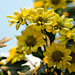 Yellow Chrysanthemum by elisasaeter