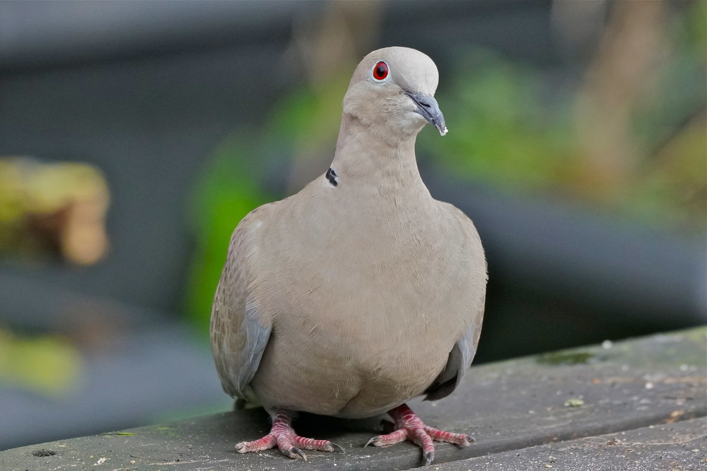 COLLARED DOVE  by markp