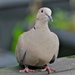 COLLARED DOVE  by markp