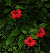 6th Mar 2017 - Hibiscus by Night `