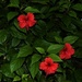 Hibiscus by Night ` by happysnaps