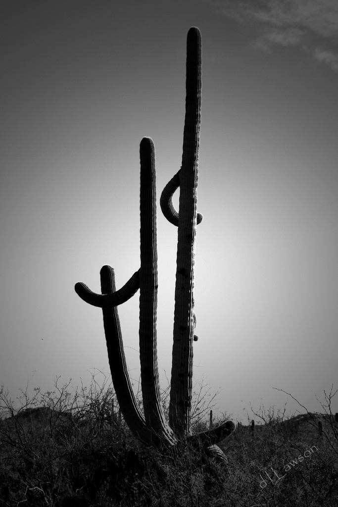 Sundown Cacti by flygirl