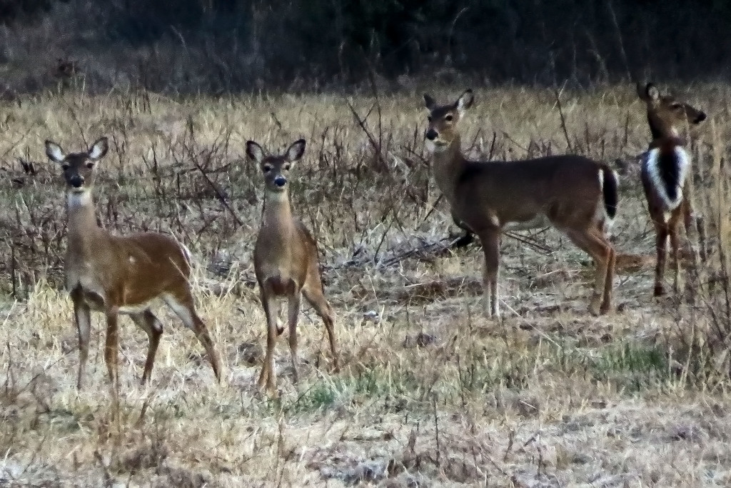 Curious Group! by milaniet