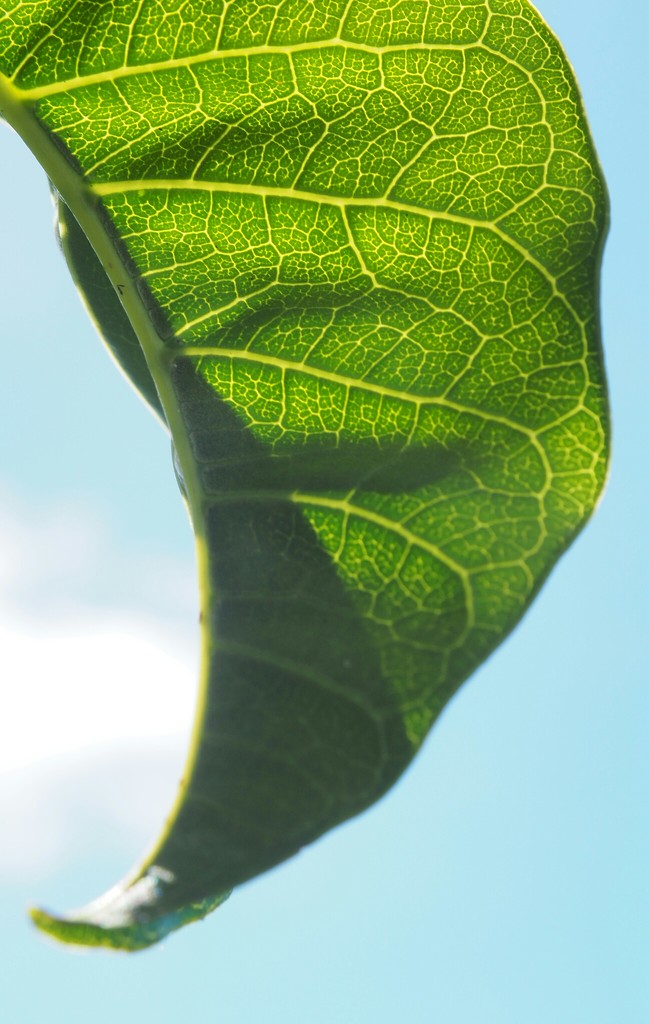 Puka leaf by Dawn