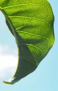 6th Mar 2017 - Puka leaf