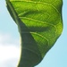 Puka leaf by Dawn