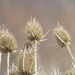 Thistles by mlwd