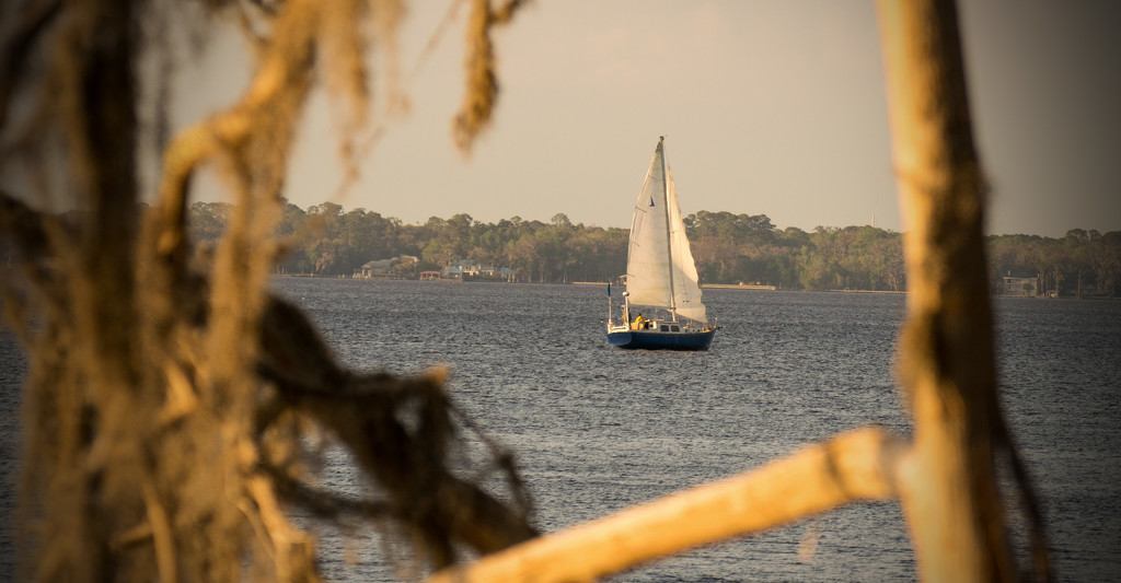 Sailboat Through the Trees! by rickster549