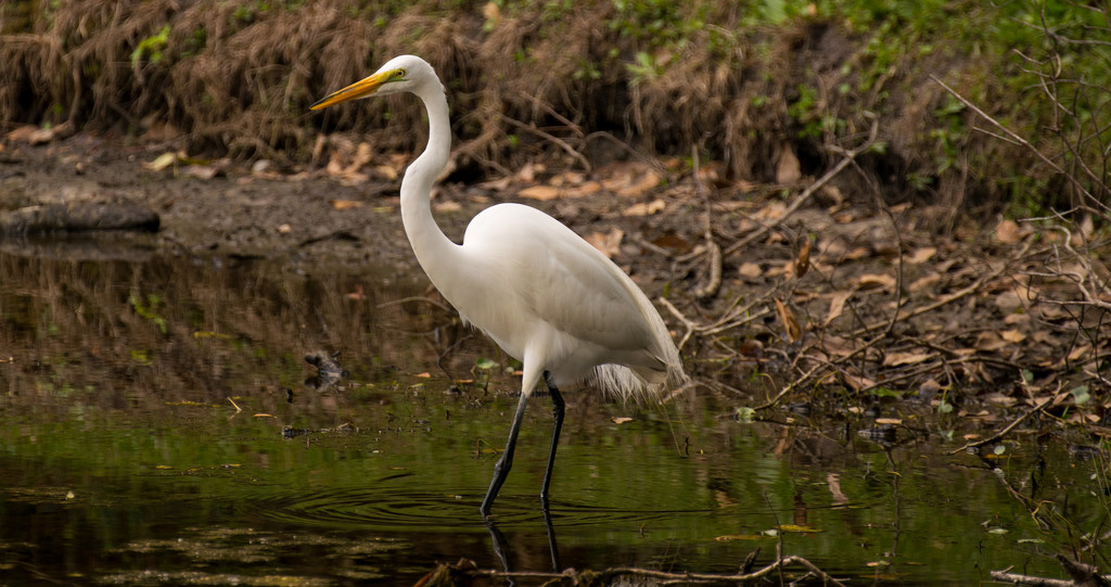 Another Egret! by rickster549