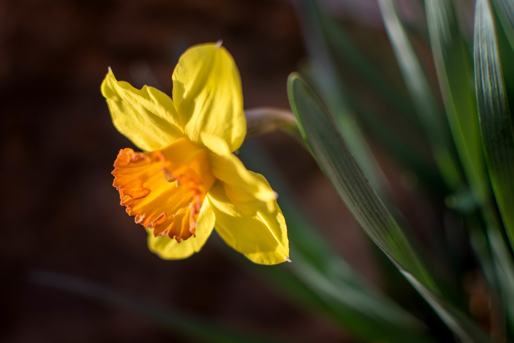 Lone Daffodil by ckwiseman