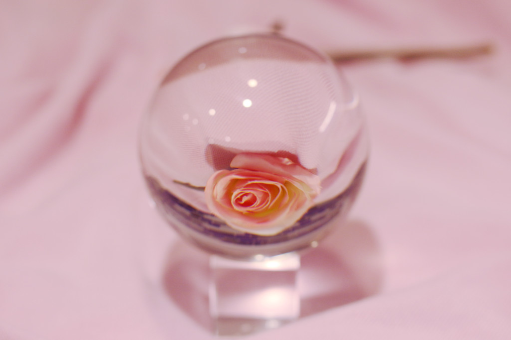 Pink rose by ingrid01