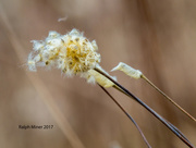 5th Mar 2017 - Seeds Signed