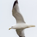 Ring-Billed Gull Portrait by rminer