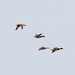 Mallards in Flight Landscape by rminer