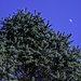Pine Tree Shot #4 - Bad Moon Rising by skipt07