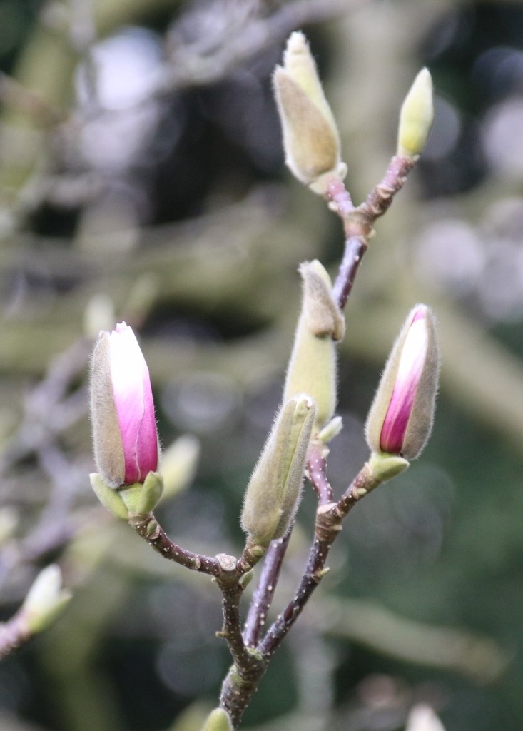 Magnolia Buds by oldjosh