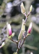 4th Mar 2017 - Magnolia Buds