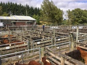 6th Mar 2017 - Cattle auction