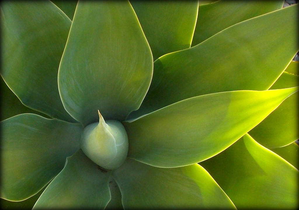 succulent  by cruiser