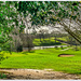 The Golf Course,Harlestone by carolmw