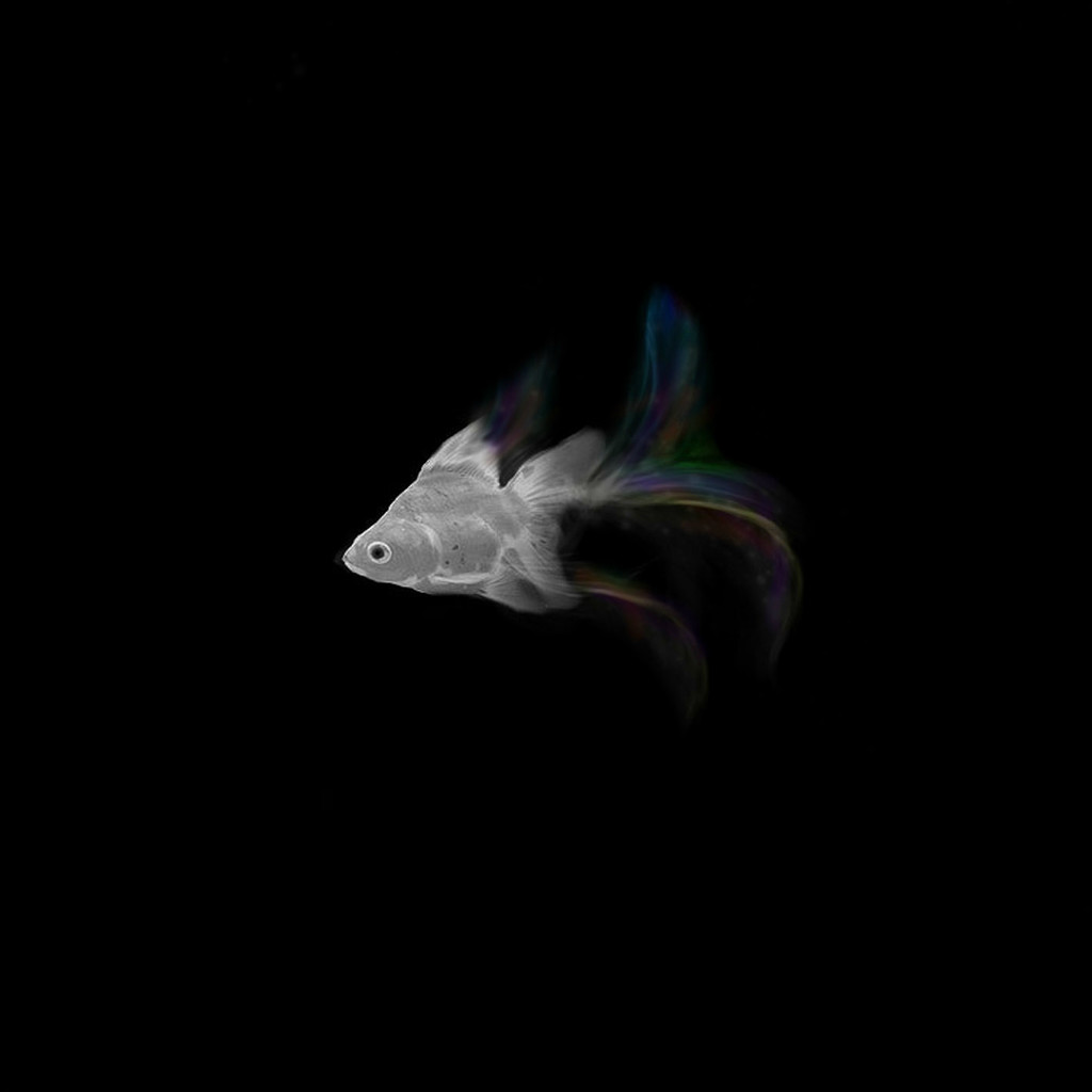 Rainbow Fish by jesperani