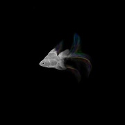 6th Mar 2017 - Rainbow Fish