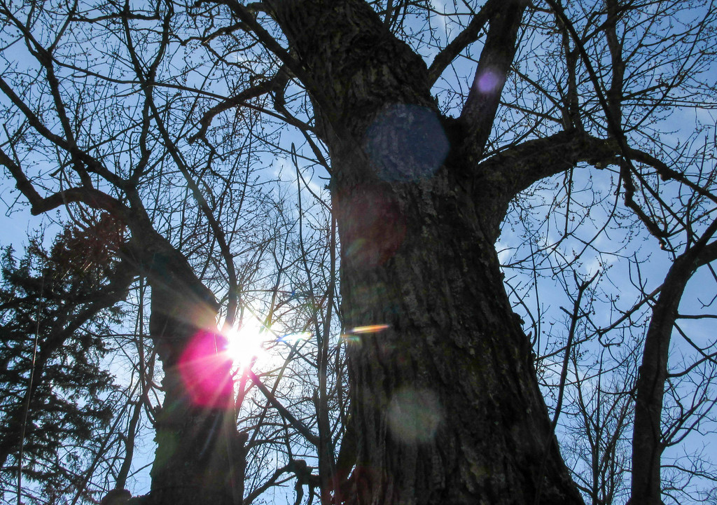 Tree with sun flare by mittens