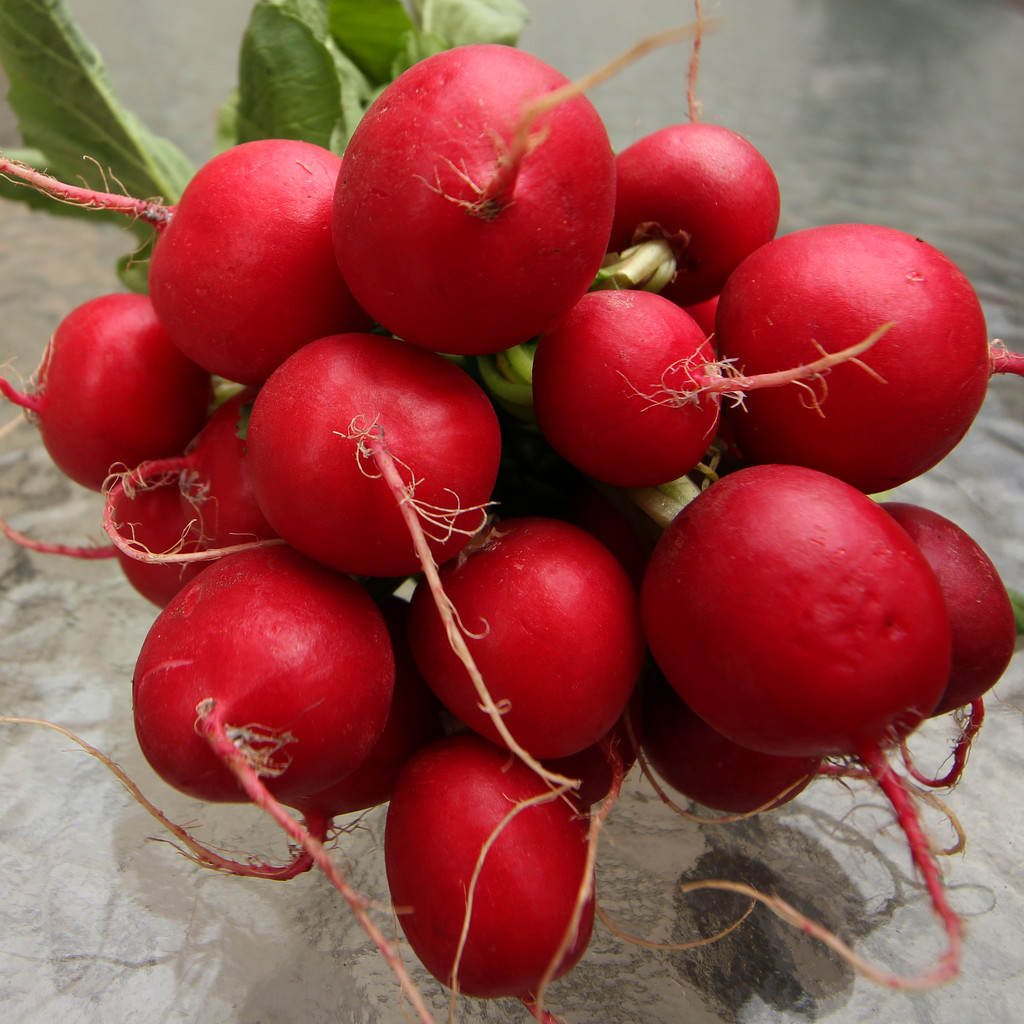 Reddish radish by cherrymartina