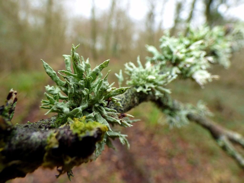 Tufts of lichen by julienne1