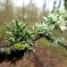 Tufts of lichen by julienne1
