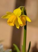 6th Mar 2017 - Daffodil