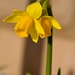 Daffodil by arkensiel