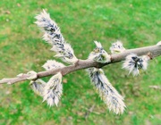 6th Mar 2017 - Pussy willow