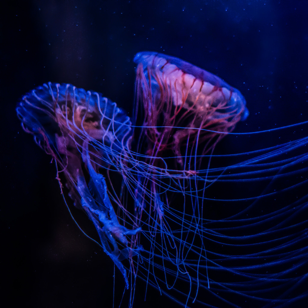 Jellyfish Dancing Under the Stars by taffy