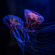6th Mar 2017 - Jellyfish Dancing Under the Stars