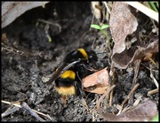 6th Mar 2017 - My first bumble bee